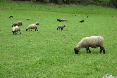 羊を放牧する牧場