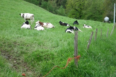牧場の牛たち