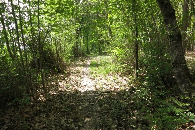 木立の間の道