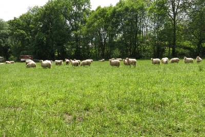 牧場の羊たち