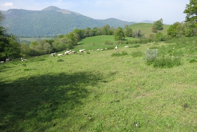 羊の牧場