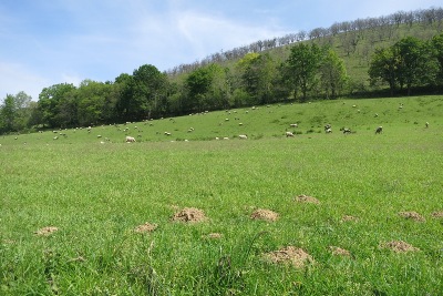 羊の牧場
