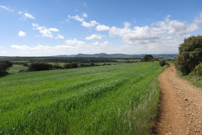 麦畑の道