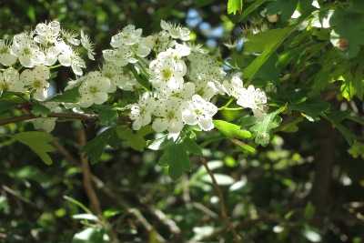 白い花弁に斑点のある花