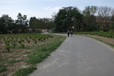 ブドウ畑の間の道
