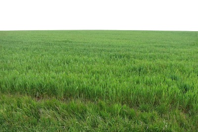 メセタの上の麦畑