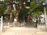 岡上神社の大楠