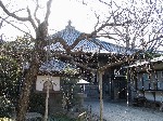 立江寺の枝垂れ桜