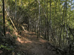 山道の竹林