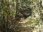 竹林の中の道