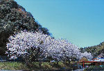 国道５６号線の満開の桜