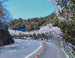 国道沿いの桜並木