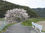 芳原川畔の桜