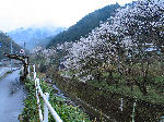 光満川の畔の桜