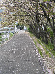 大川畔の桜並木
