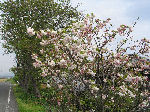 満開の牡丹桜