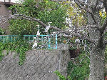木の枝の青鷺