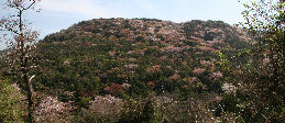 五色台山腹の山桜