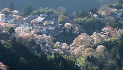 『ザ行・ダ行』が混同する地域・吉野山の桜