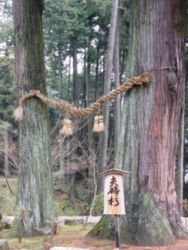 ４３番明石寺の夫婦杉