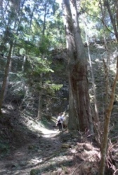 岩屋寺から戻る山道