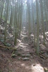 横峰寺への山道