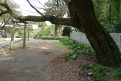 三角寺の桜の木
