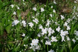 シャガの花