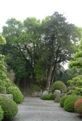 大興寺階段前の巨木